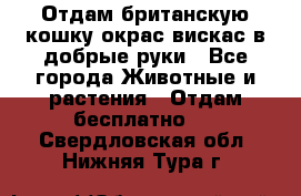 Отдам британскую кошку окрас вискас в добрые руки - Все города Животные и растения » Отдам бесплатно   . Свердловская обл.,Нижняя Тура г.